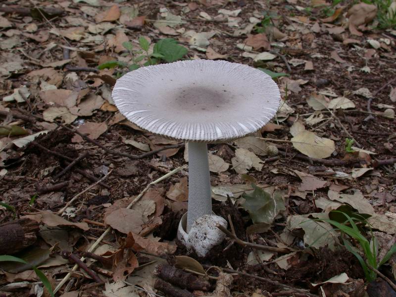 Vademecum per fotografare correttamente i funghi